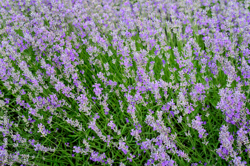 Many small blue lavender flowers in a garden in a sunny summer day photographed with selective focus  beautiful outdoor floral background.