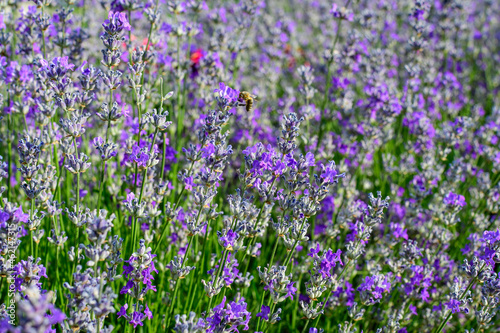 Many small blue lavender flowers in a garden in a sunny summer day photographed with selective focus, beautiful outdoor floral background.