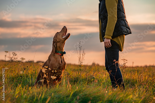 Beautiful Hungarian Vizsla dog and its owner during outdoors obedience training session. Sit and stay command. Woman with hunting dog portrait. photo