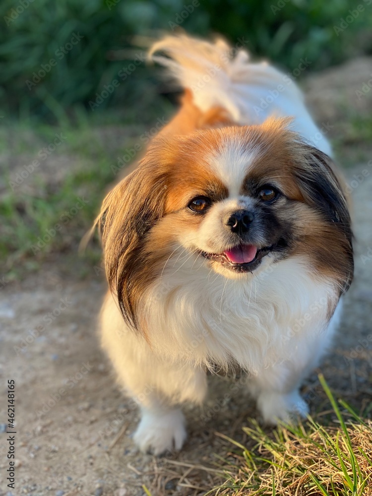 Kleine Hund mit Blick in die Kamera. Porträt einer kleiner Tibetan Spaniel Dame.
Spaziergang, Abendsonne, Herbstlicht Kleine Hund mit Blick in die Kamera. Porträt einer kleiner Tibetan Spaniel Dame.
Spaziergang, Abendsonne, Herbstlicht