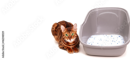 Cute bengal cat lying near its toilet with silica gel litter on white background, isolated. Clean pet litter concept.Copy space