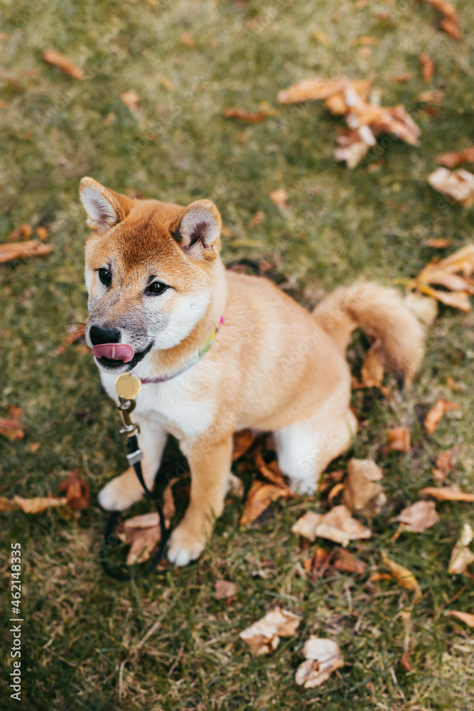 Happy puppy Shiba Inu walking in the autumn park. Happy puppy Shiba Inu walking in the autumn park.