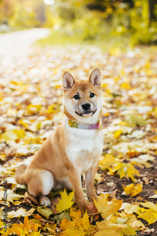 Happy puppy Shiba Inu walking in the autumn park. Happy puppy Shiba Inu walking in the autumn park.