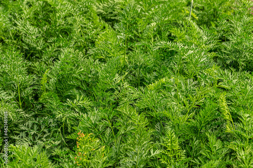 green background carrot leaves texture