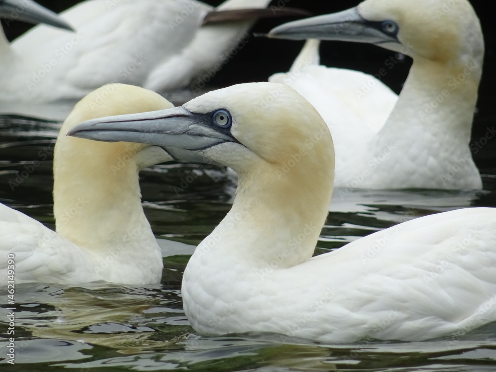 Obraz premium Basstölpel