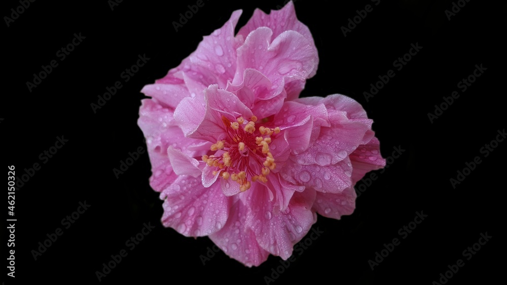 A pink rose flower with a black background. A pink rose flower with a black background.