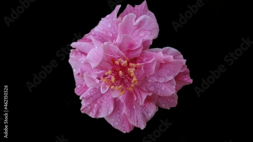A pink rose flower with a black background.