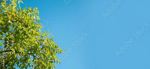 Green leaves on a background of blue sky. Banner with copy space