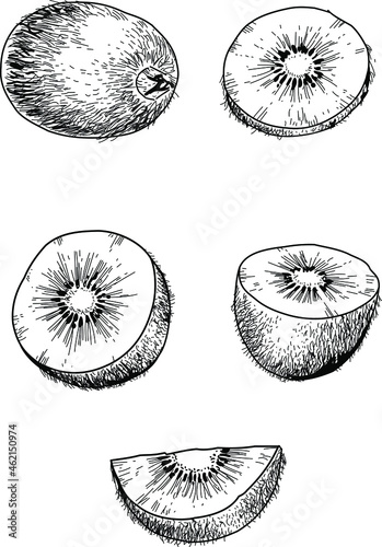 Black and white set of hand drawn kiwi fruits © Eaver Studio