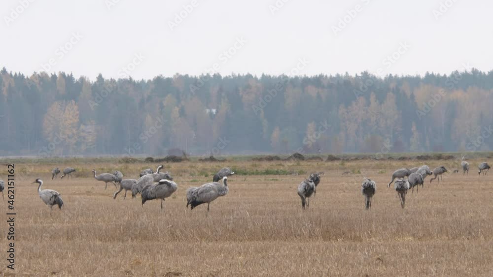 Flock of Crane birds looking for food in agriculture field, static view Flock of Crane birds looking for food in agriculture field, static view