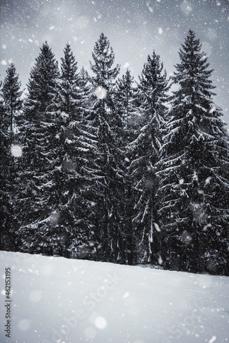 Ambiance froide et hivernale en forêt