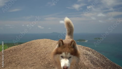 Dog Husky walking on top of the mountain looks into the distance against the background of mountain and tropical beach in summer daylight against  blue sky. Family taking care of pets. Travel. Hiking