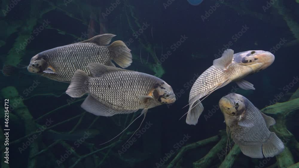 fish in the aquarium, beautiful underwater world seascape. fish in the aquarium, beautiful underwater world seascape.