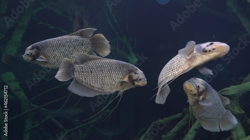 fish in the aquarium, beautiful underwater world seascape.