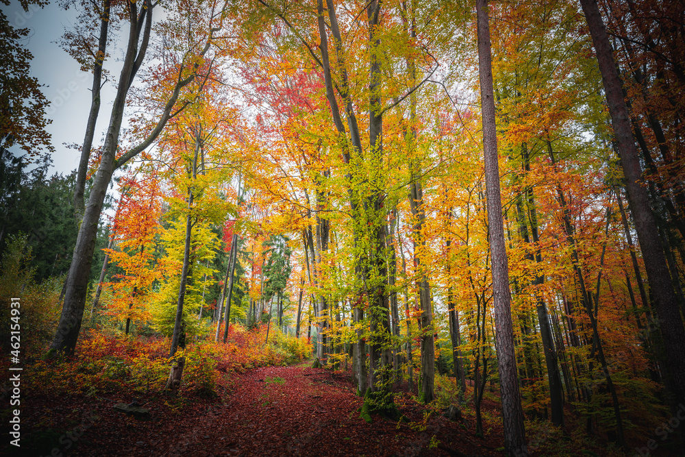 Obraz premium Colorful leaves in the nature and autumn landscape from Bavaria and the Bavarian Forest.