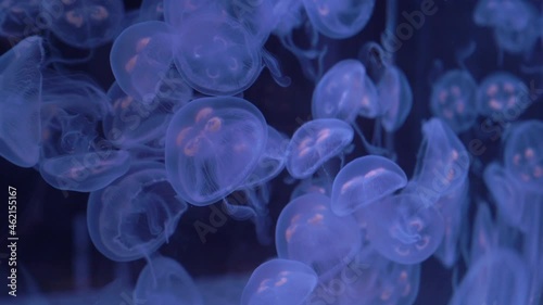 Jellyfish swimming in a circular motion in an aquarium illuminated by blue light. The video concept is calming and soothing