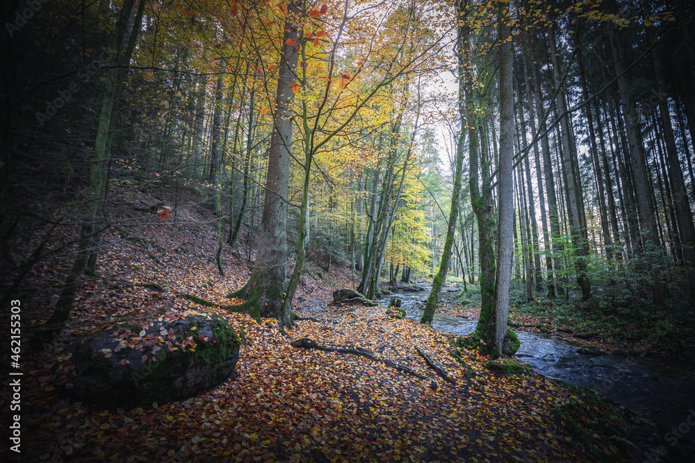 Obraz premium Colorful leaves in the nature and autumn landscape from Bavaria and the Bavarian Forest.
