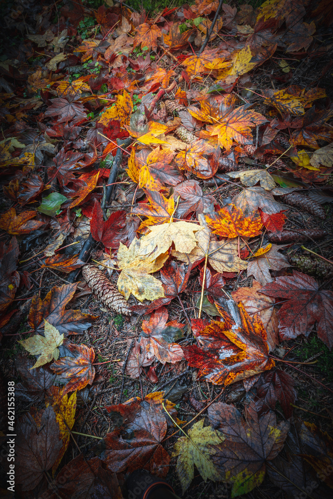 Colorful leaves in the nature and autumn landscape from Bavaria and the Bavarian Forest. Colorful leaves in the nature and autumn landscape from Bavaria and the Bavarian Forest.
