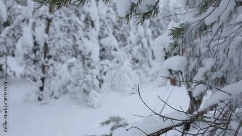 Lumberjack with axe and cut spruce walking in forest near snowy tree in winter 