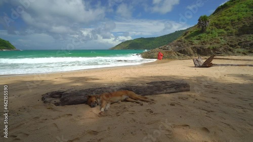 A left-to-right video of the empty Yanui Beach, Rawai, Phuket. A dog rests in the shade as the turquoise waves shimmer under a sunny sky with white clouds