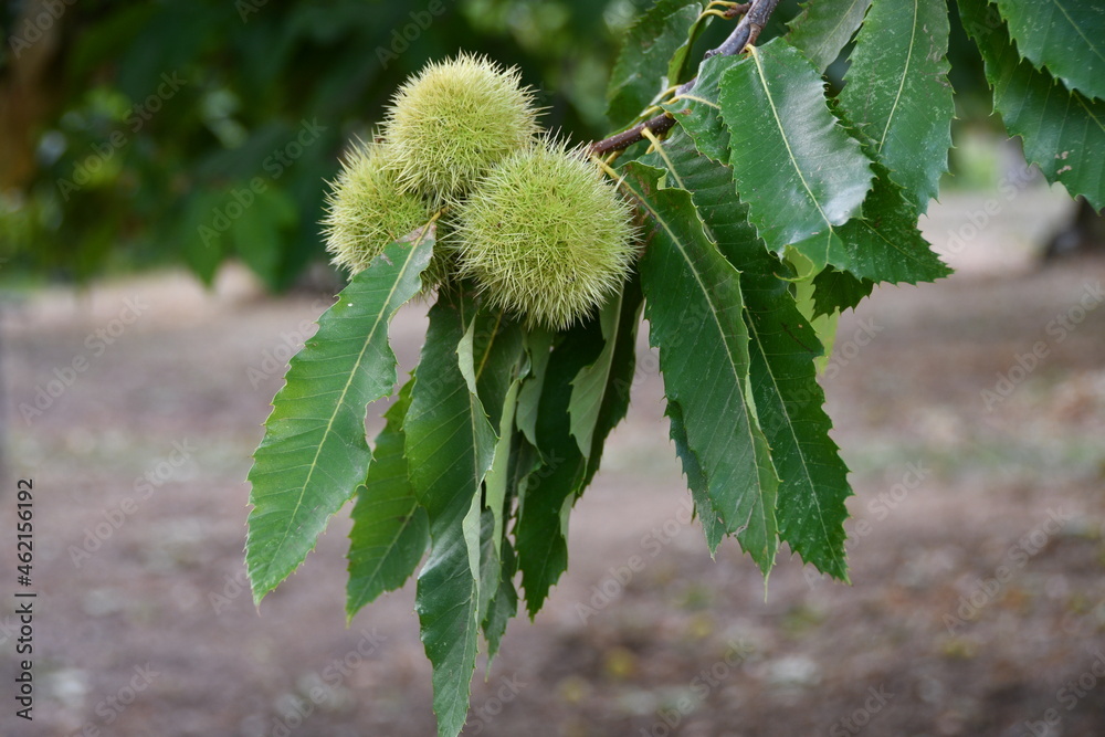 closeup of Hedgehogs almost ripe hanging from a chestnut branch just before the chestnut harvest in October in the fall. selective focus. closeup of Hedgehogs almost ripe hanging from a chestnut branch just before the chestnut harvest in October in the fall. selective focus.
