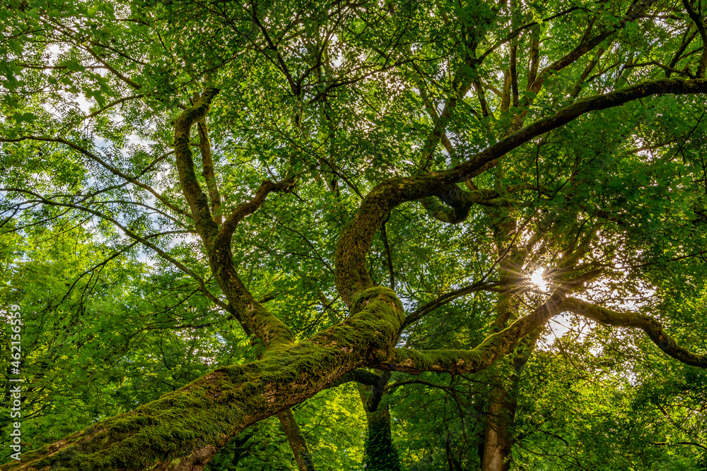 beautiful summer view of green trees in the park beautiful summer view of green trees in the park