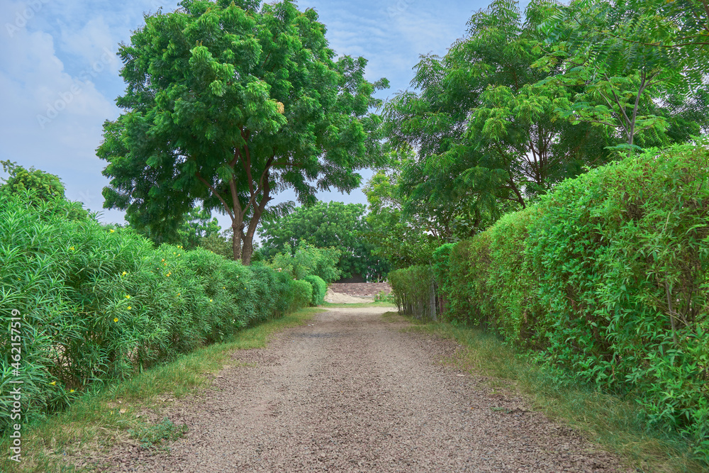 Hedge line country path