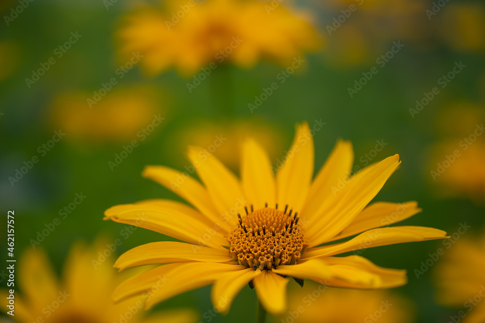 photography of yellow flowers on a sunny summer day in the garden. purple coneflower photography of yellow flowers on a sunny summer day in the garden. purple coneflower