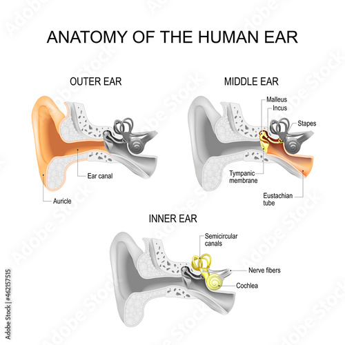 Ear anatomy. Cross section of outer, middle, and Inner ear photo