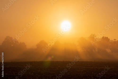 Tree silhouette on agriculture field with misty fog and sunbeam. Gold colored sunrise, Czech landscape © Space Creator