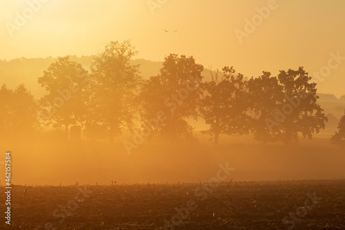 Tree silhouette on agriculture field with misty fog and sunbeam. Gold colored sunrise, Czech landscape