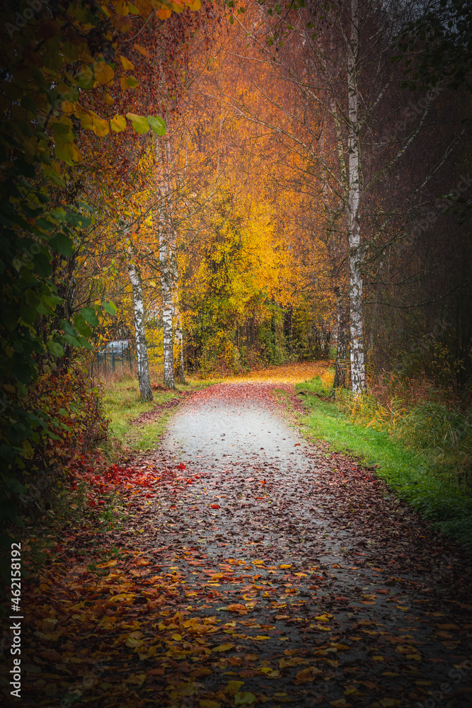 Colorful leaves in the nature and autumn landscape from Bavaria and the Bavarian Forest.