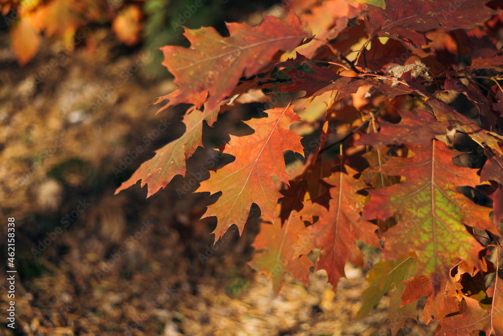 Oak branch with orange leaves in the forest in autumn. Nature background Oak branch with orange leaves in the forest in autumn. Nature background