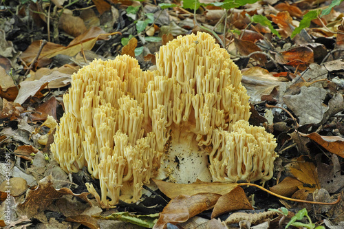 Fotografie specimen of coral mushroom