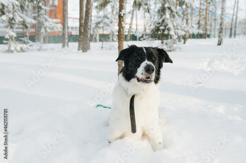 Cute landseer dog standing in a deep snow, legs burried. Trees in background.