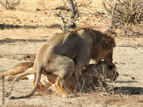 Photography Closeup shot of paring lions in Botswana