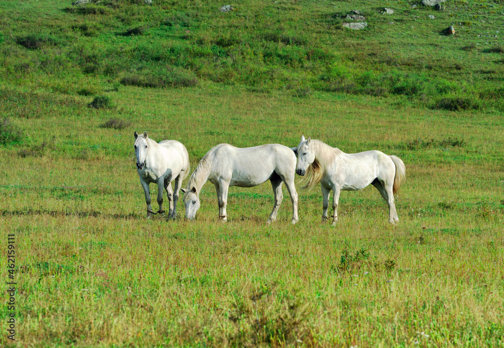 Horses graze in a green meadow