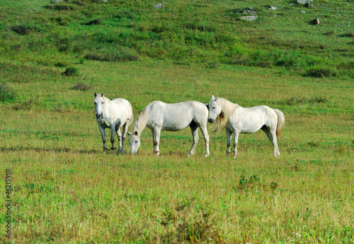 Horses graze in a green meadow