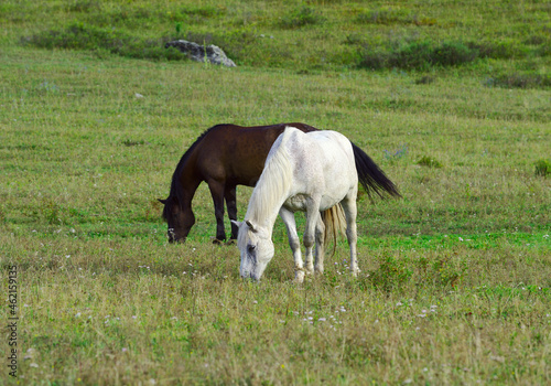 Horses graze in a green meadow