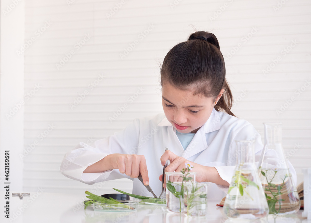 A little scientist girl use forceps hold Aloe vera and analysis in laboratory or classroom. Early development of children.