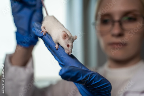 A serious woman scientist in a white medical coat holds a mouse by the tail and holds the animal with his second hand. Inspection of the experimental rat before testing. Close-up.