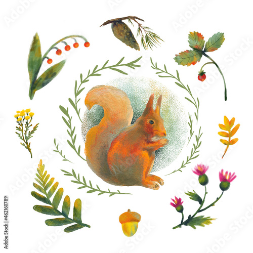 Raster illustration with squirrel and plants. Forest picture