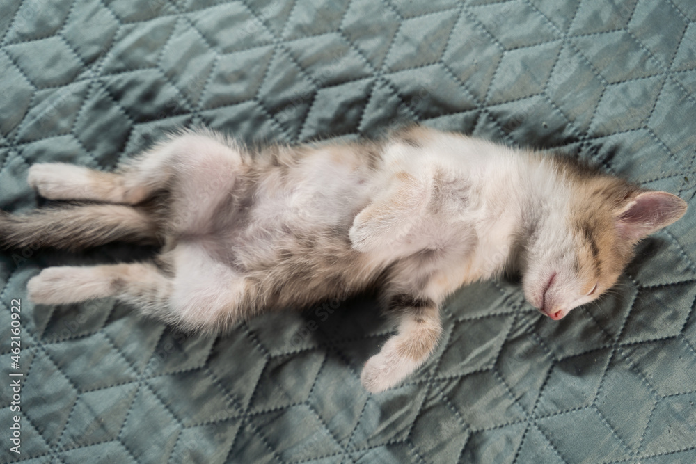 Obraz premium Tabby kitten with a white belly is fast asleep lying on its back. Lovely pets. Close-up, top view.