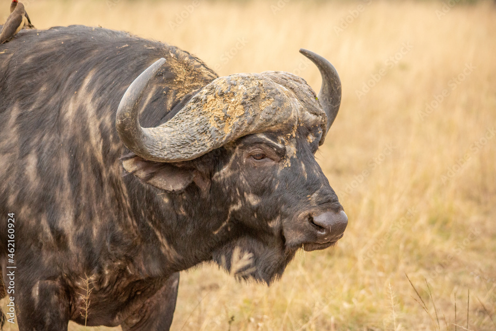 Obraz premium Dagga Boy