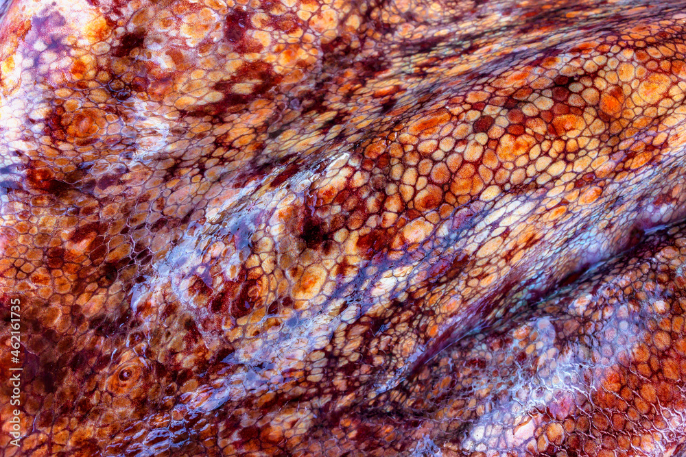 The texture of the wet skin of a large octopus. Bright abstract background