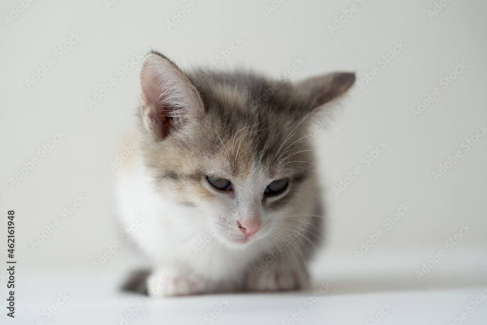 Sleepy kitten with white chest isolated on white background. Lovely beloved pets. Close-up.