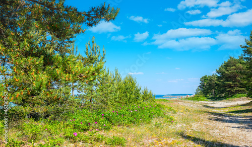 Obraz na płótnie Baltic seaside at Valkla. Estonia w salonie