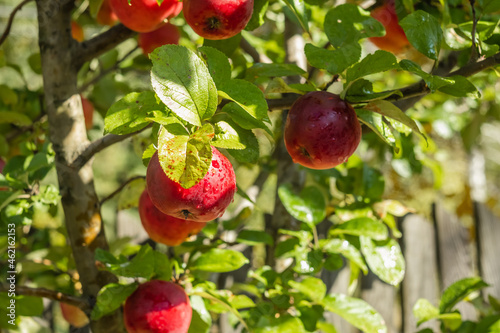 An apple tree with ripe red apples in an autumn orchard on a blurry background.
