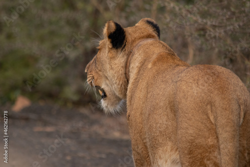 Lions of Nambiti photo