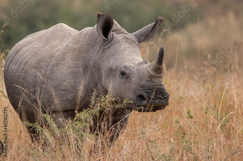 Rhino  © laura
